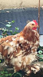 Gallo Cocincina Millefiori