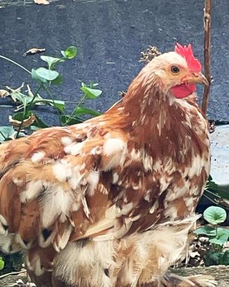 Gallo Cocincina Millefiori