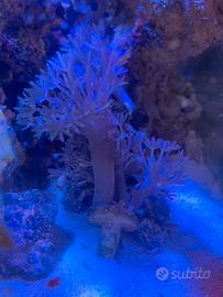 Corallo Xenia Pumping