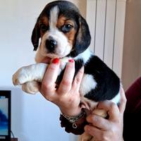 Beagle