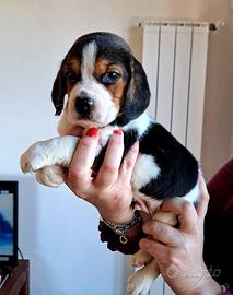 Beagle