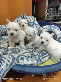 West White hinghland terrier