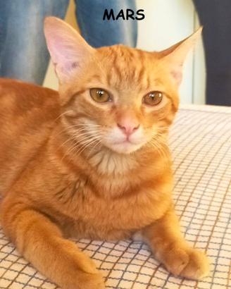 MARS micio rosso di 5 mesi