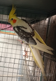 Calopsite taglia grande