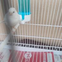 Canarini timbrado spagnolo