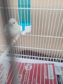 Canarini timbrado spagnolo