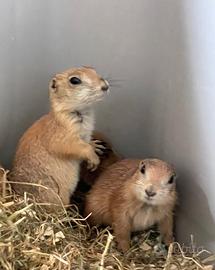 Cuccioli Cane della Prateria