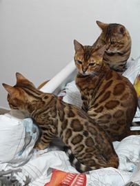 Cucciola femmina Bengala