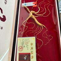 Radice ginseng selvatico