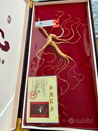 Radice ginseng selvatico