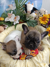 Due Femmine Buldog Francese 11 Mesi
