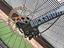 Immagine 16