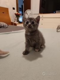 Gattini tipo Britannico