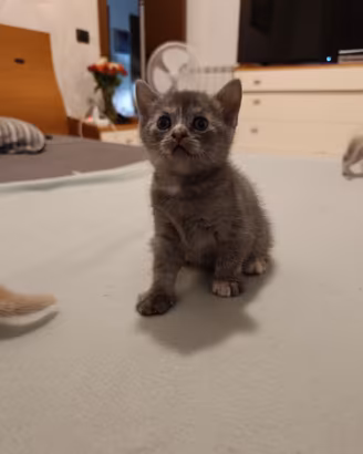 Gattini tipo Britannico