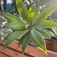 Piante varie di agave e succulente