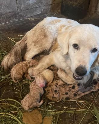 Cuccioli maremmano abruzzese