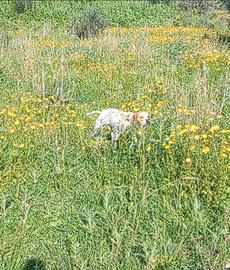Cucciolone pointer inglese