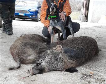 Petit Bleu de Gascogne