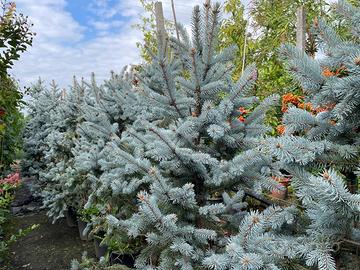 Picea kosteriana