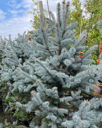 Picea kosteriana