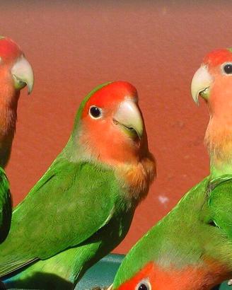 INSEPARABILI ROSEICOLLIS COLORI ASSORTITI
