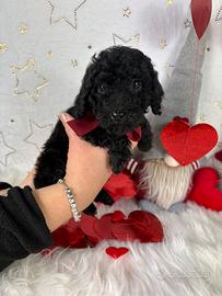 Cucciolo di barboncino