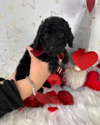 Cucciolo di barboncino