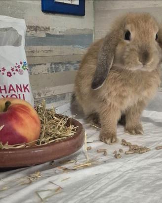 Cucciolo coniglio ariete nano Madagascar
