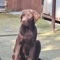 Cucciolo labrador cioccolait