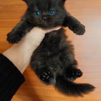 Gattino persiano colore caffè