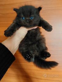 Gattino persiano colore caffè