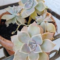 pianta grassa molto resistente 