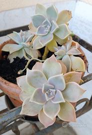 pianta grassa molto resistente 