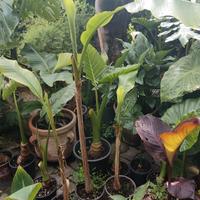 banano Musa, canna Russian Red, alocasia Macro 