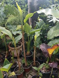 banano Musa, canna Russian Red, alocasia Macro 