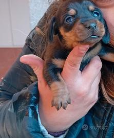 Cuccioli di bassotto