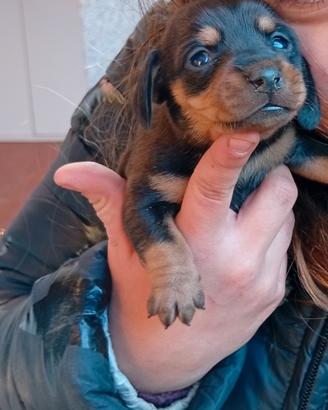 Cuccioli di bassotto