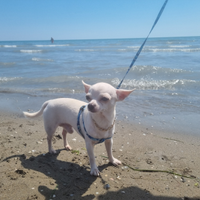 Chiwawa per monte
