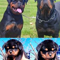 Cuccioli rottweiler