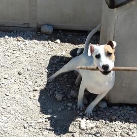 Eirik mix bullterrier