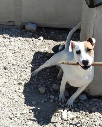 Eirik mix bullterrier