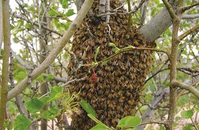 recupero sciame api 🐝