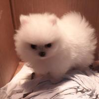 Spitz di pomerania toy maschio