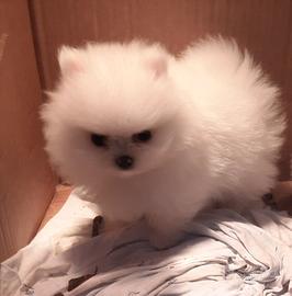 Spitz di pomerania toy maschio