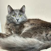 Maschio taglia grande