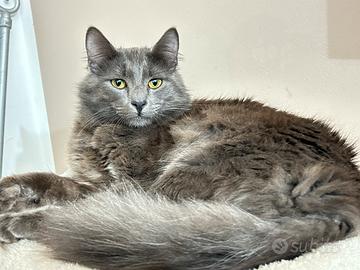 Maschio taglia grande