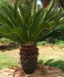 Pianta Cicas