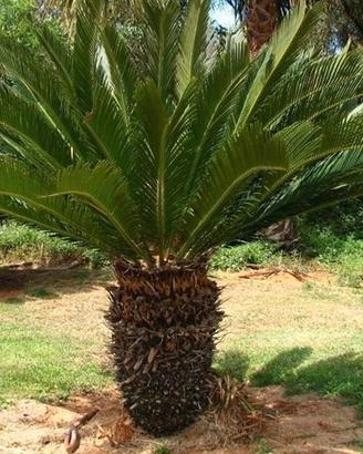Pianta Cicas