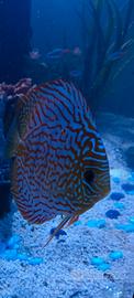 Discus