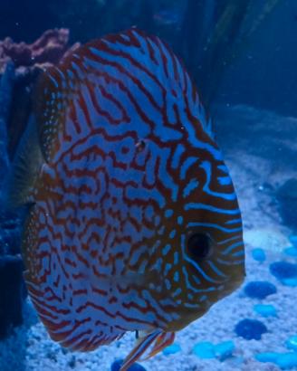 Discus